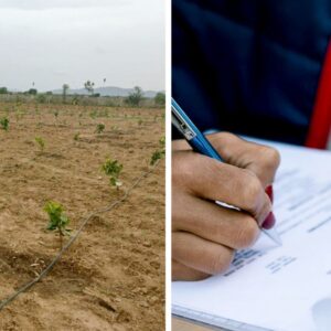 Red sandalwood farming in Andhra Pradesh
