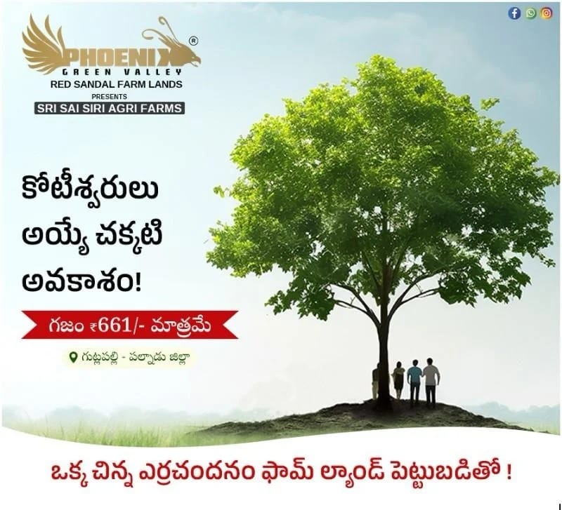 best red sandalwood farm lands in andhra pradesh Phoenix Green Valley 